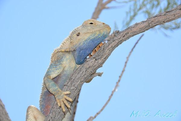 Бес в ребре