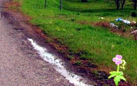 Цветок ожидания