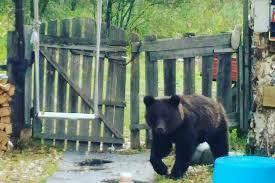 НОЧНОЙ ГОСТЬ