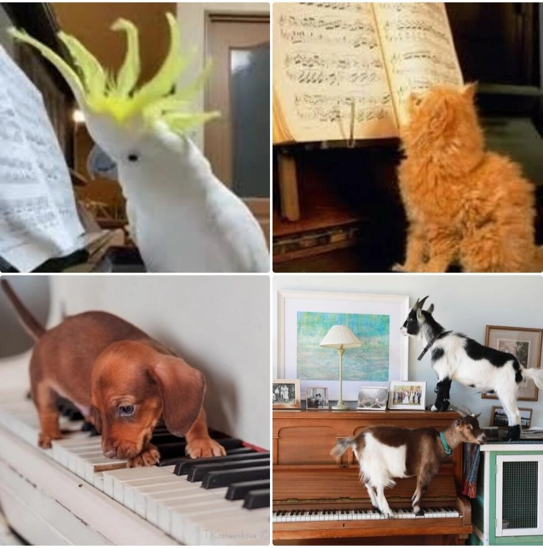 Концерт домашних