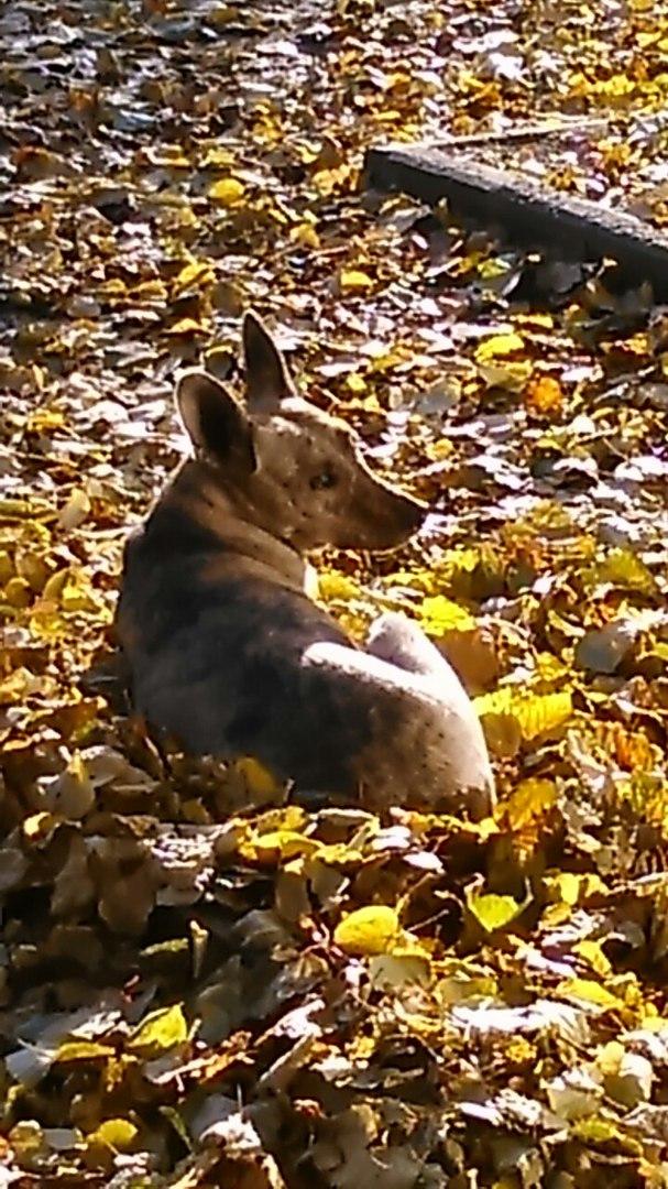 Поймать осень