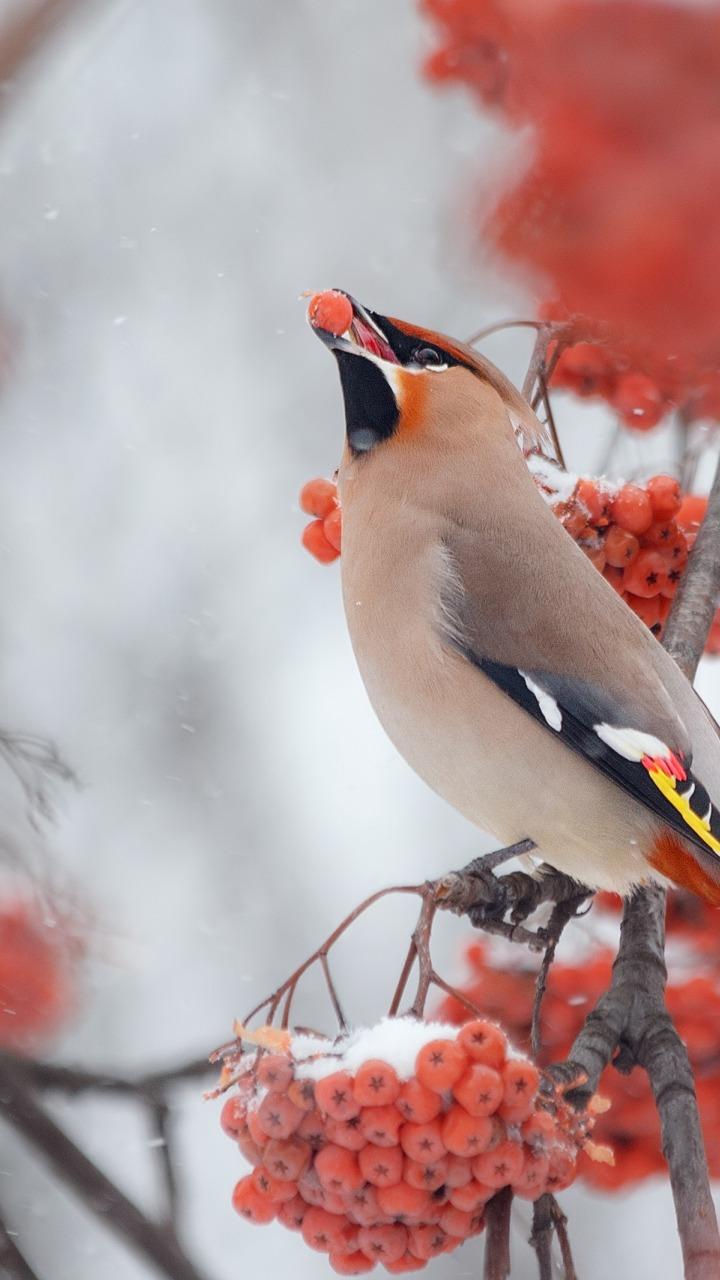 Ответ поэту - Александра Гритсан - Рябиновый цвет