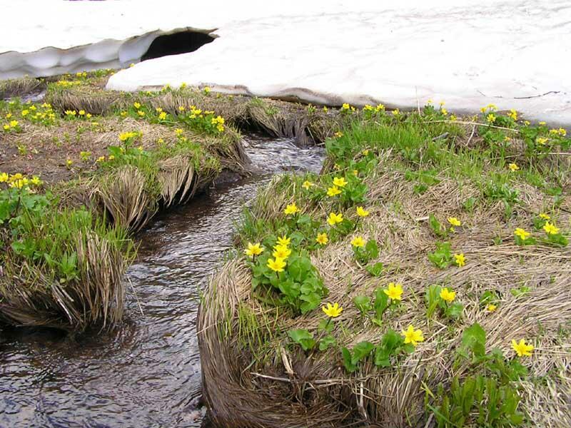 Загадки о ручье