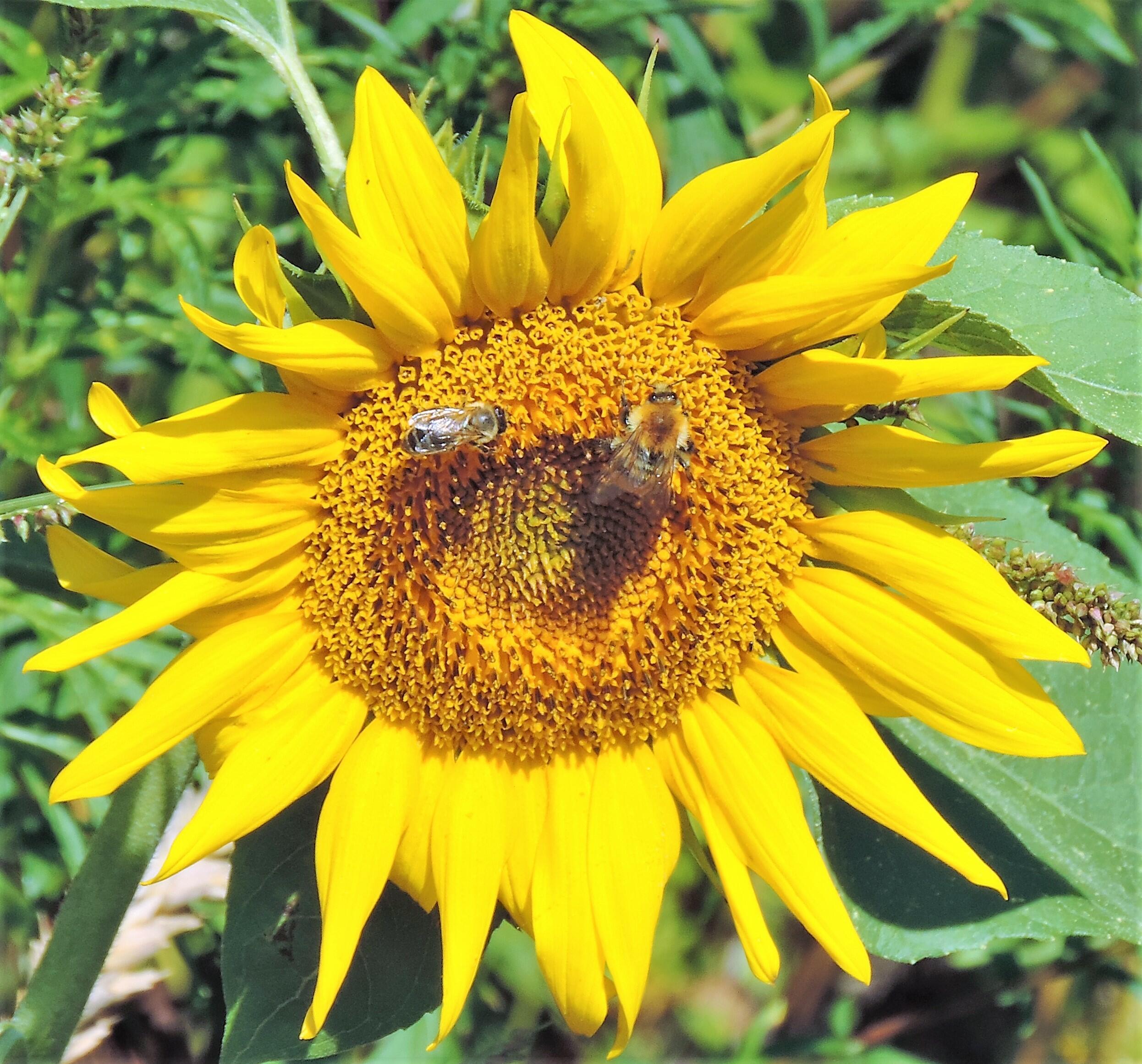 Ждите нового свиданья!