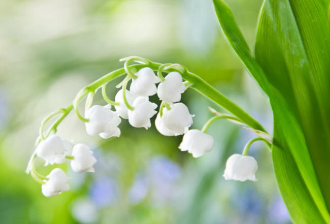 В Вечных ландышей стране