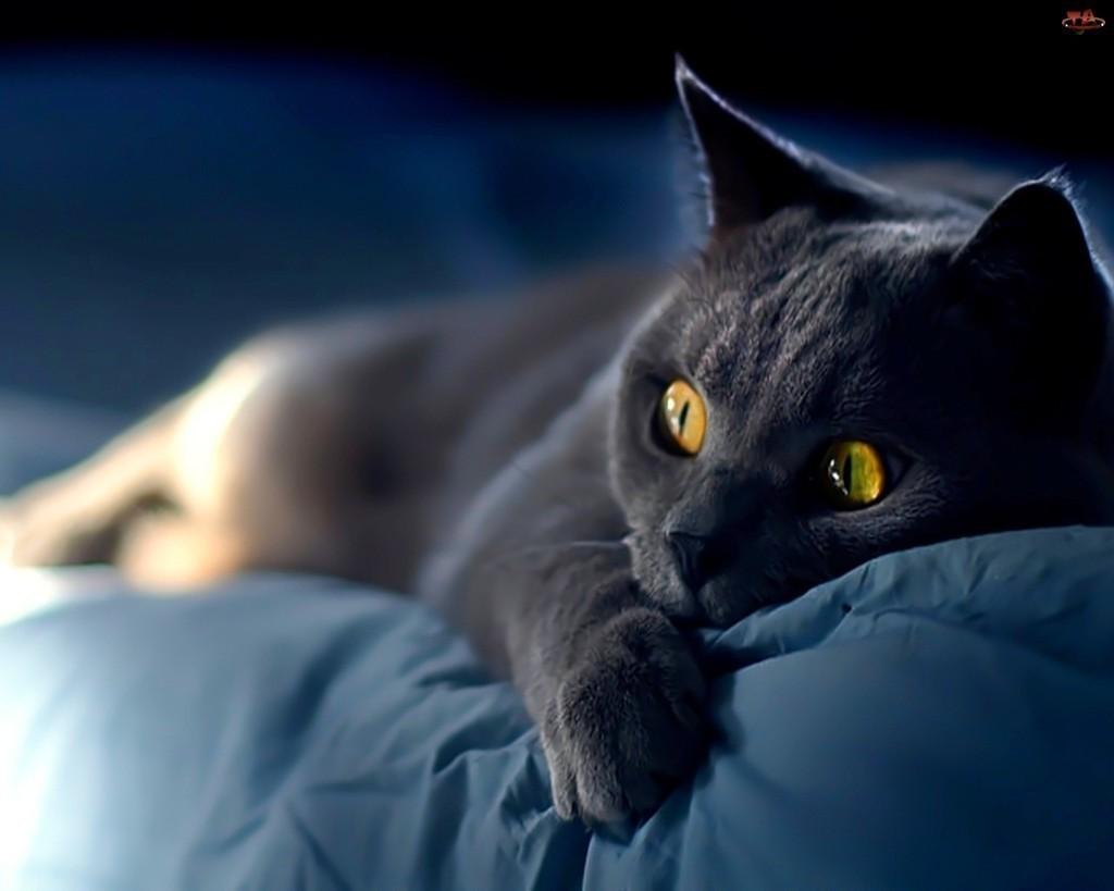 ОБУЗА...(хокку)