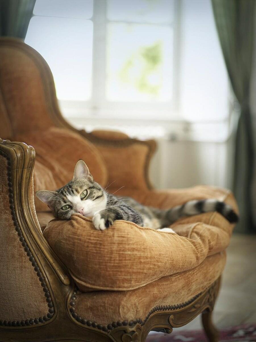 В кресле дремлющий кот