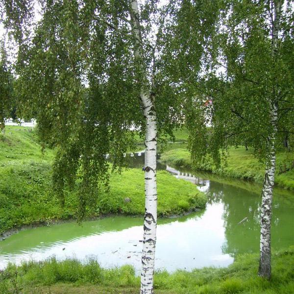 Красивей нет России моей!