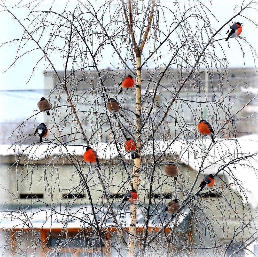 Вопрос из клювиков