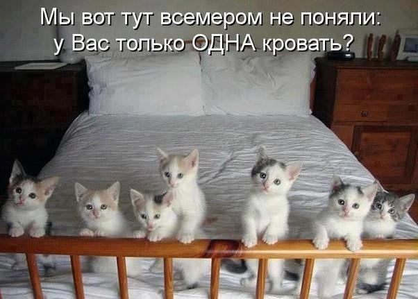 Жизнь кошек (соавторство Журба Игорь)