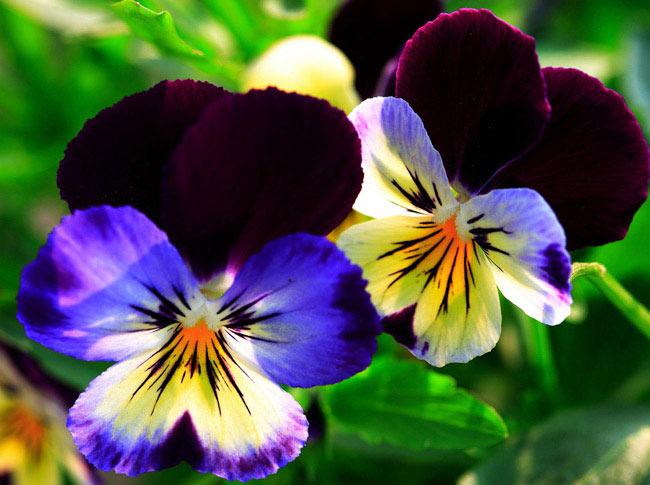 Сказка об анютиных глазках.