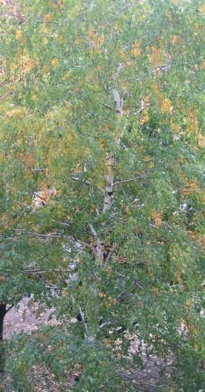 Харьковская осень