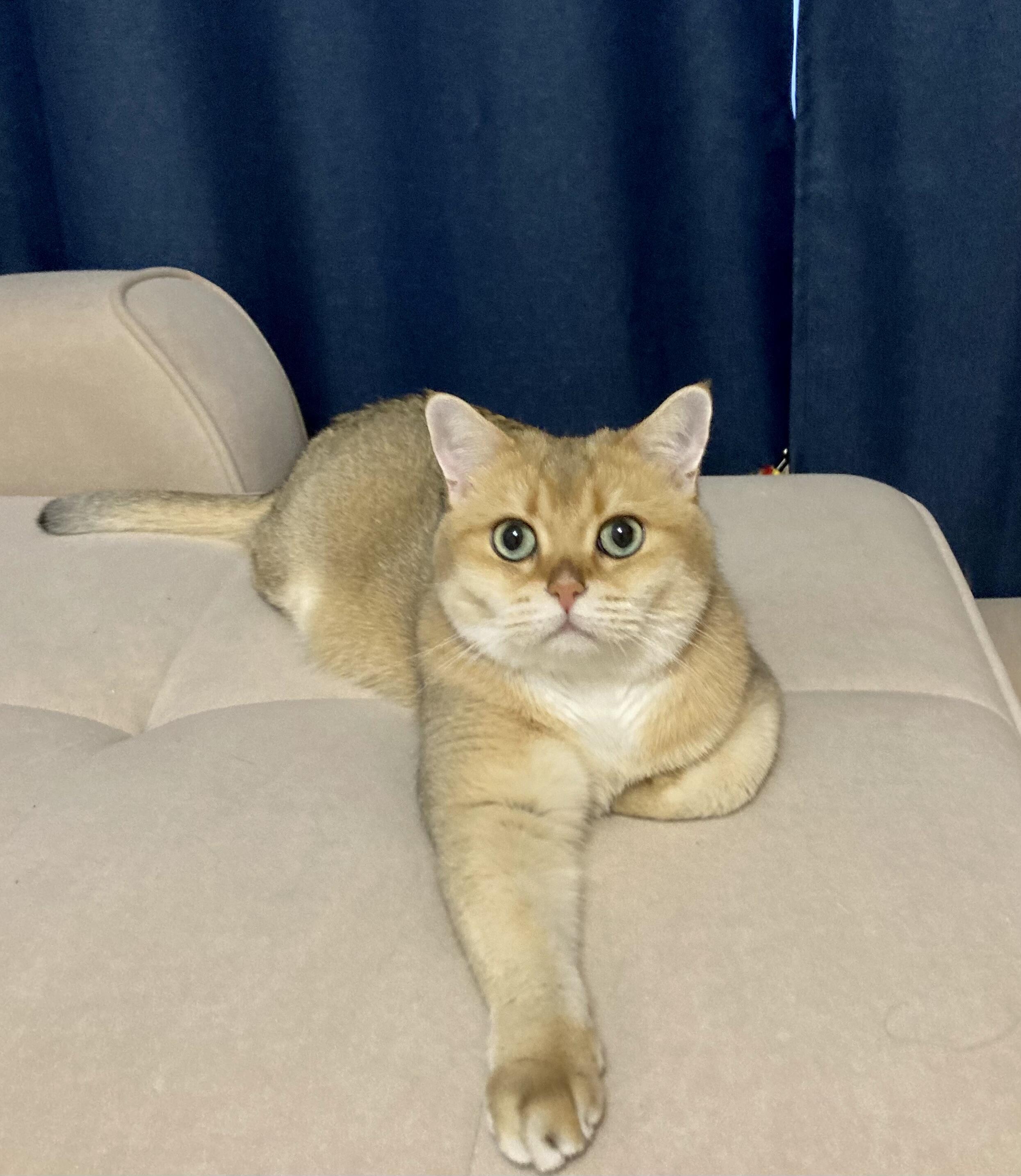 Кот (потешки)