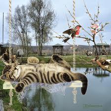 Птичка мудро советы дает