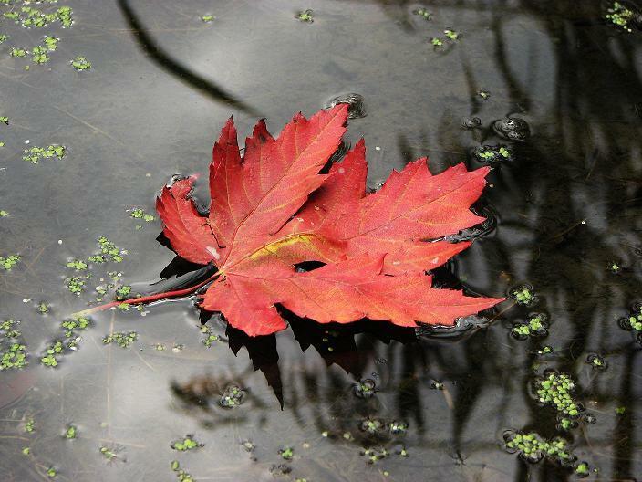 Осень - алый листок с прожилками