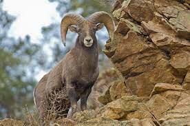 ТОЛСТОРОГ. АЛФАВИТ ДЕТСКИЙ. БУКВА «Т».