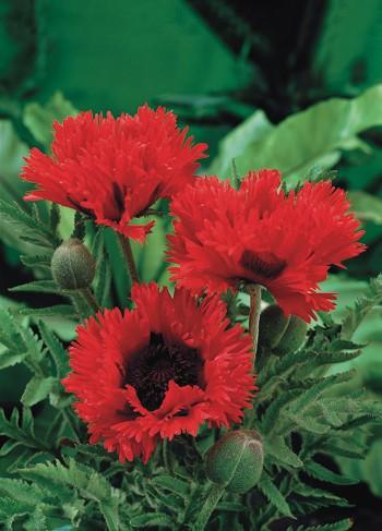 Маки в саду цветут