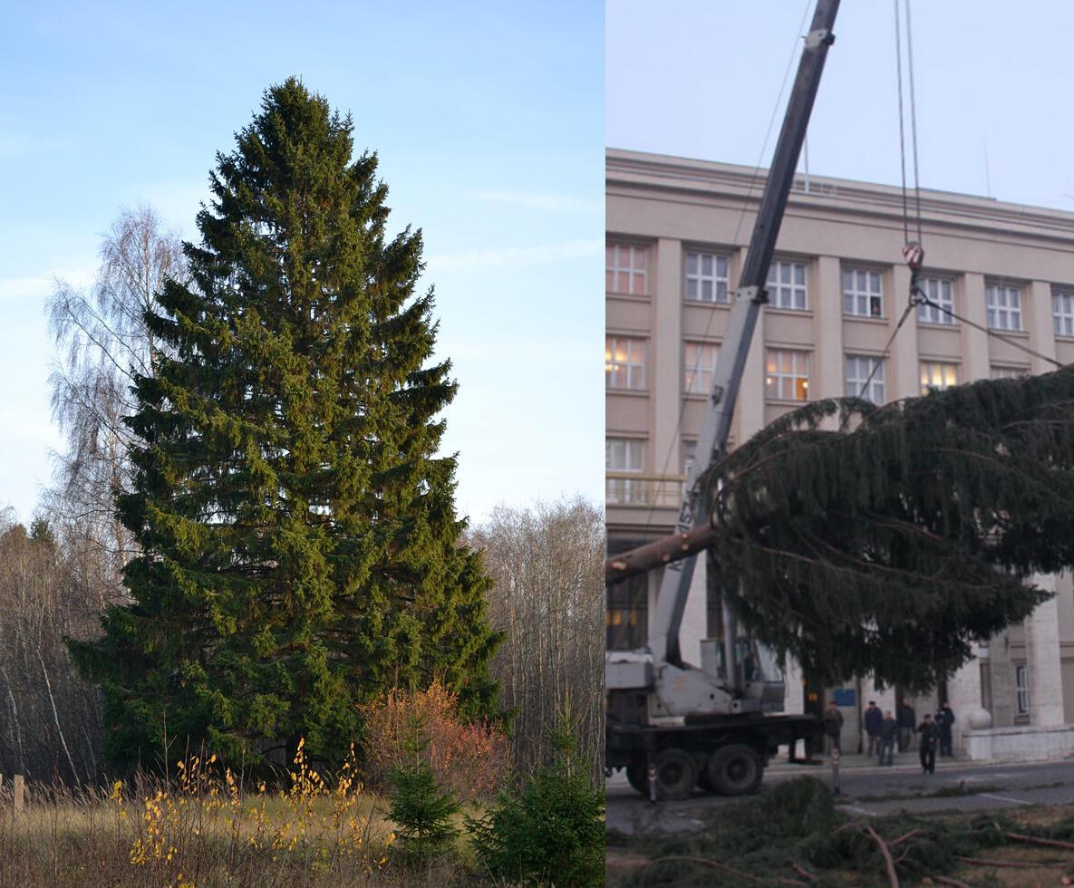 ВІКОВА СМЕРЕКА 