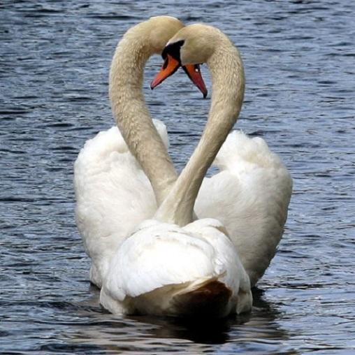 "Любовь" (2002)