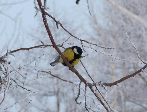 В царстве крохотных синиц