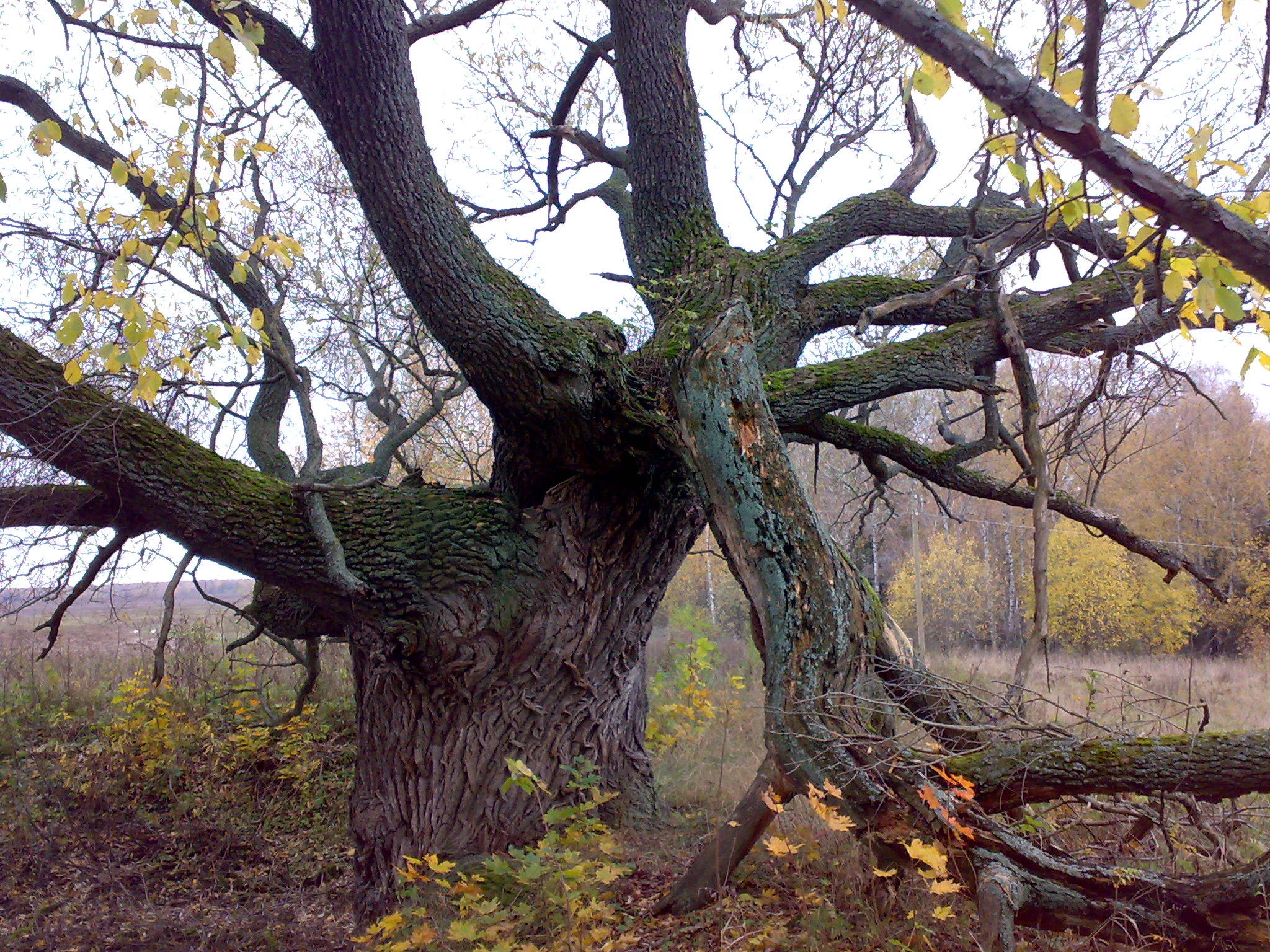 «О работе и  о Душевной  заботе»