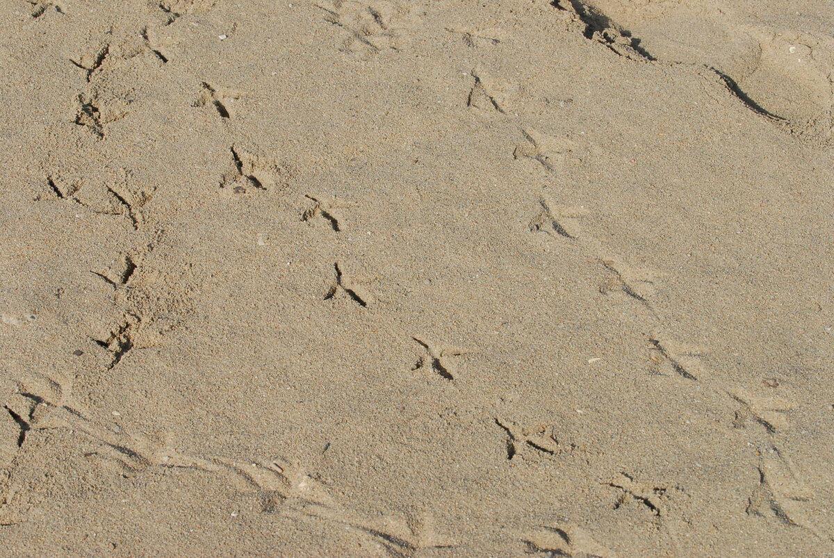 Следы птиц на песке