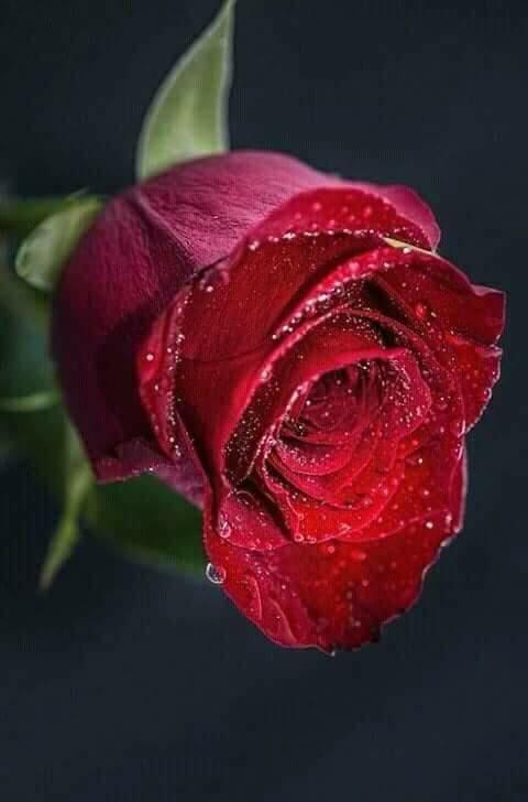 НАМ РАЗРЕШАЛА ПРОДОЛЖЕНЬЕ