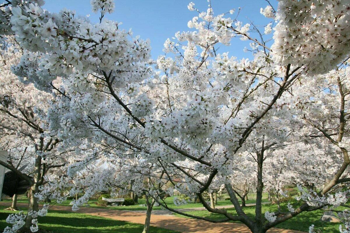 Весною вишня нарядилась