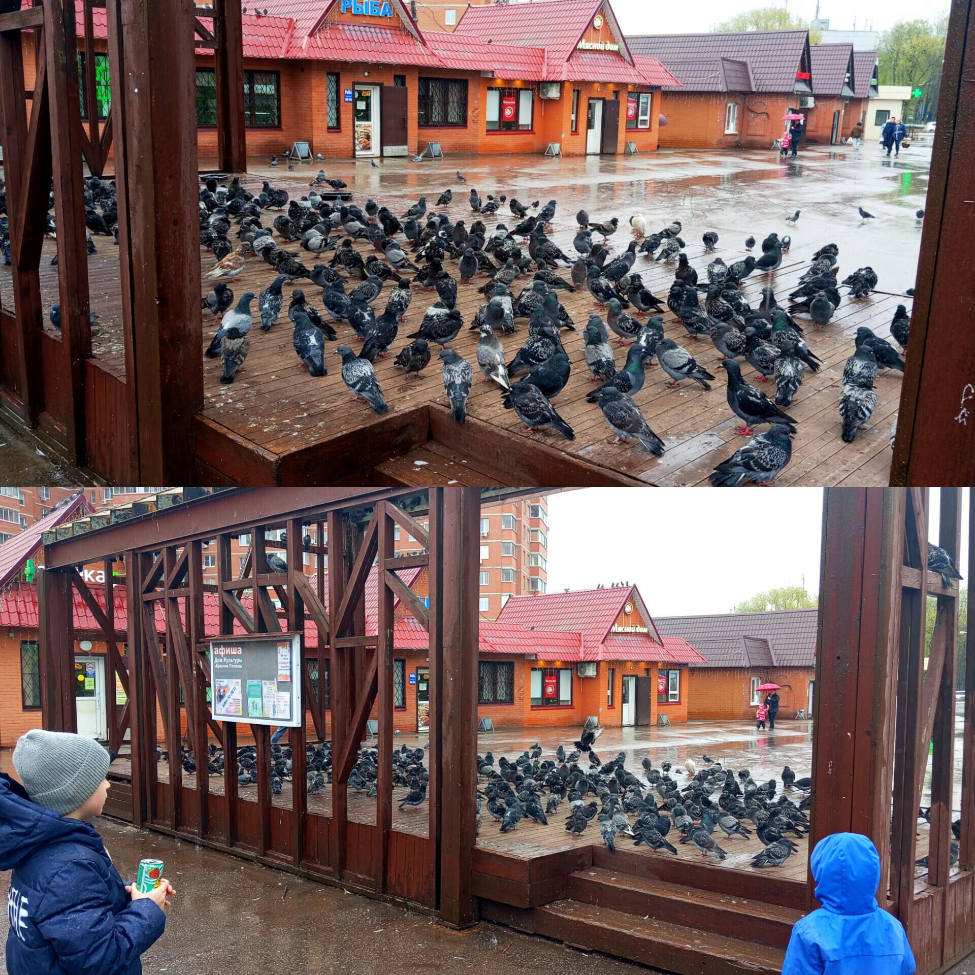 Накормили малюток.