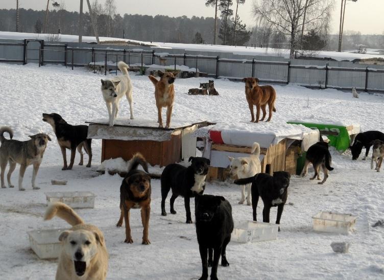 Собачья стая