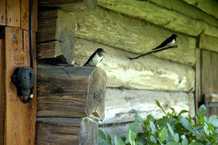 Ласточкины гнёзда