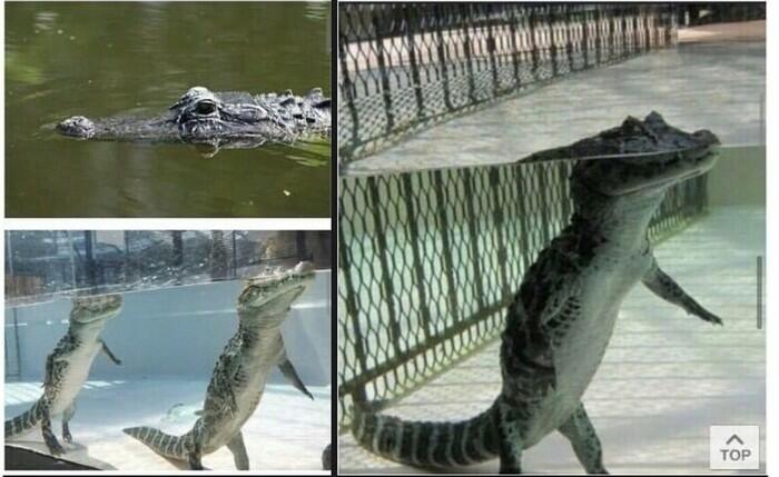А я то думал, что крокодилы плавают