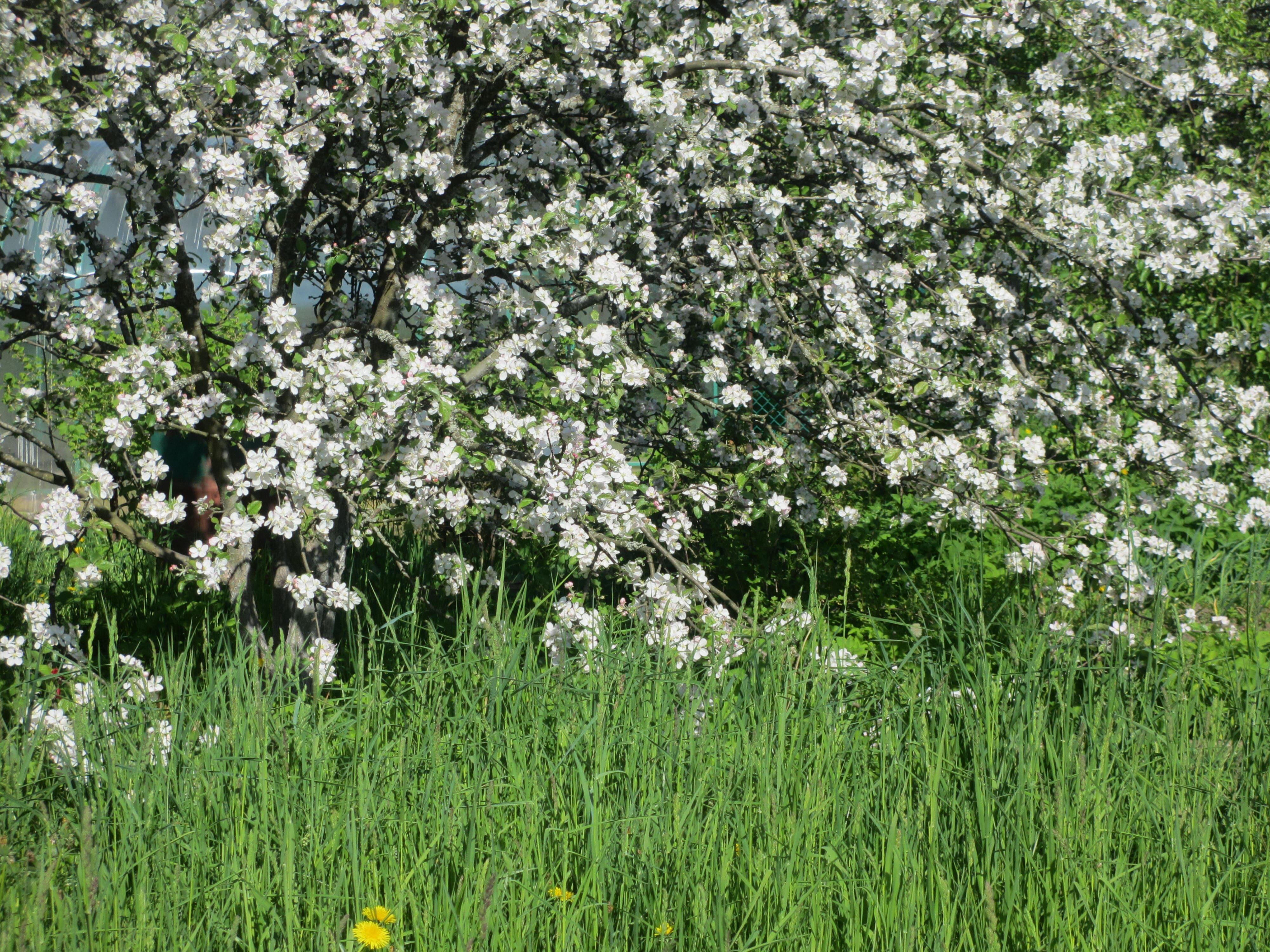 Как долго мучает война мою страну...