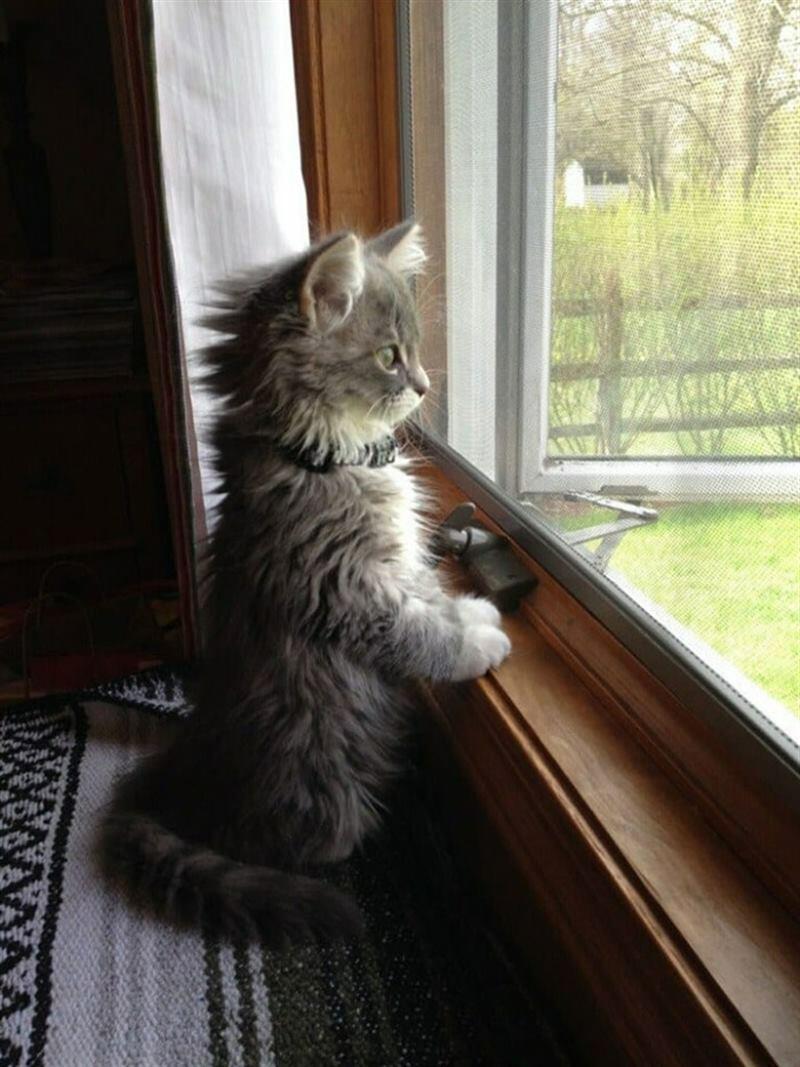 Соскучилась по дому. Кот ждет. Котенок ждет. Кот скучает. Котенок у окна.