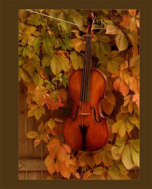 Осенние скрипки. Осенняя скрипка. Скрипка осень. Скрипка в осенней листве. Скрипка осенние листья.
