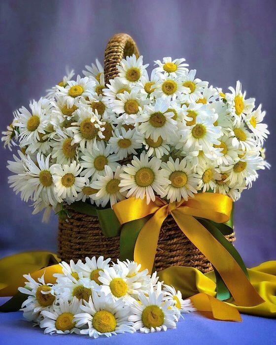 Соберу букет ромашек