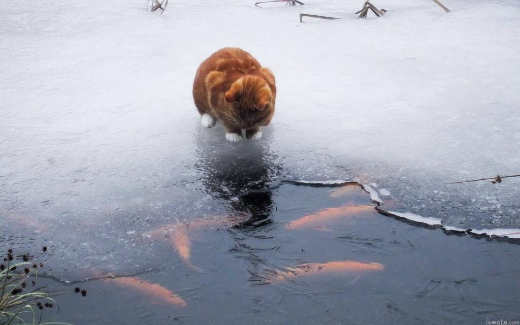 ЛЮБИТЕЛЬ  СВЕЖЕЙ  РЫБЫ