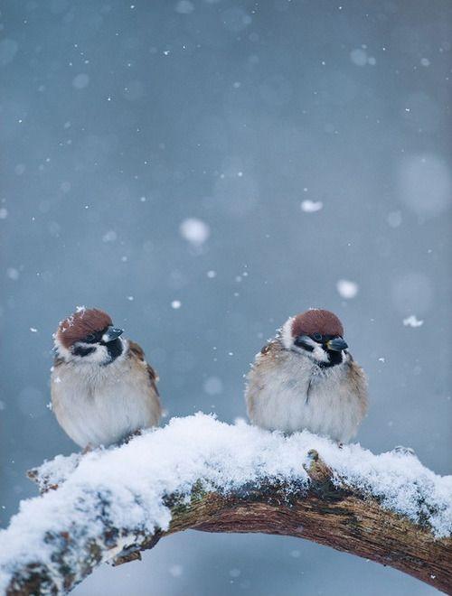 апрельский снег