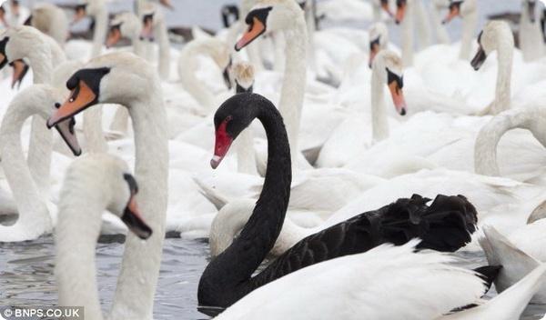 ЧЁРНЫЙ ЛЕБЕДЬ  /Песня/    suno