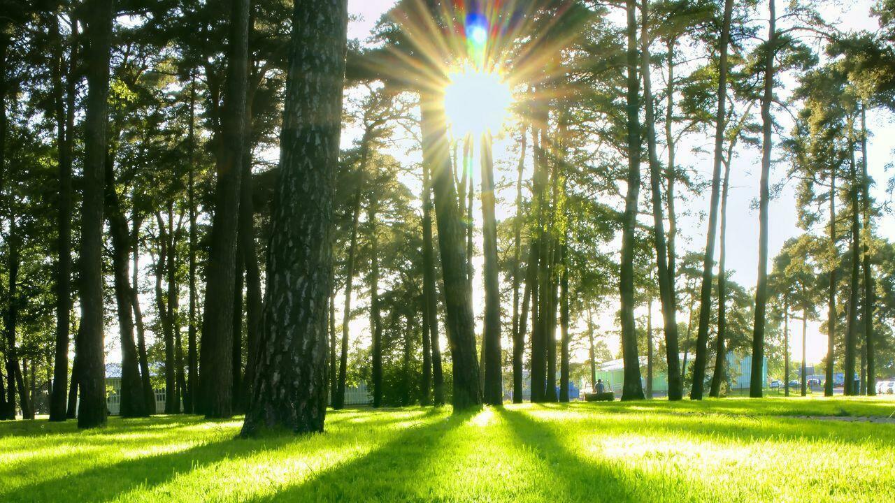 ОДУВАНЧИКИ И ВЕСНА. АКРОСТИХИ