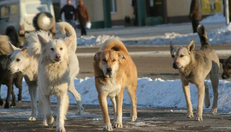  О бездомных собаках