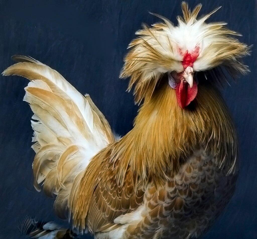 МОДНИЦА ПАДУАН...