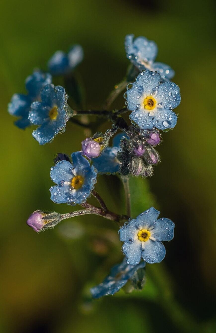 Незабудковая Русь