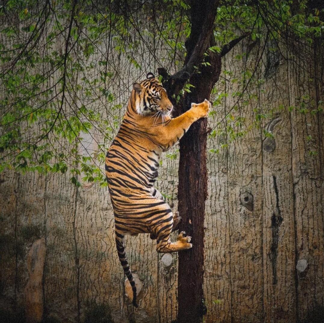 Случай в тайге (или "Если бы не шнурки!")