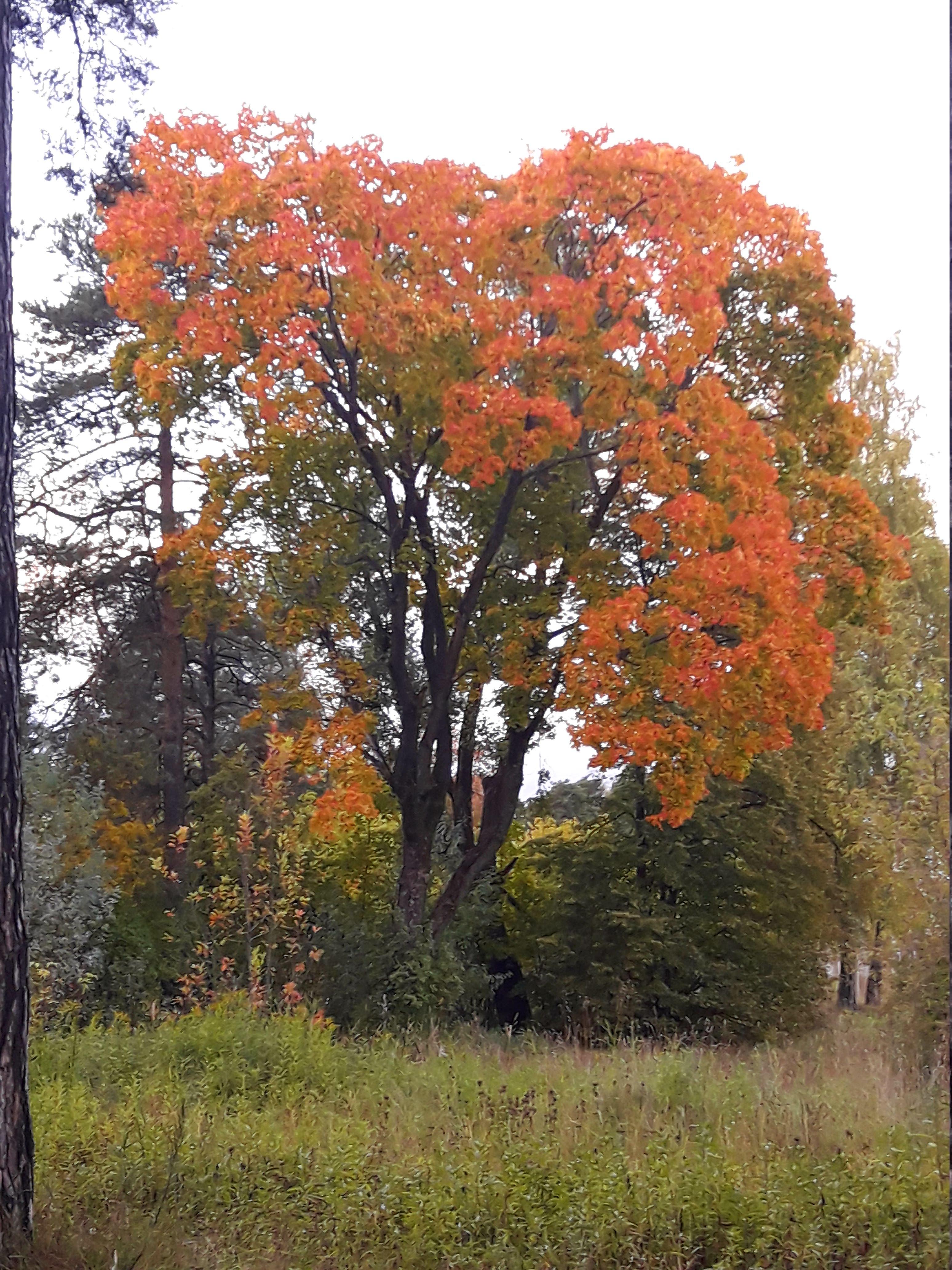 ОСЕННЯЯ  ОБНОВКА  /акро /
