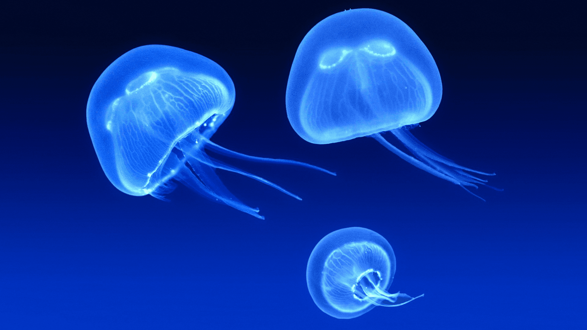 О медузах
