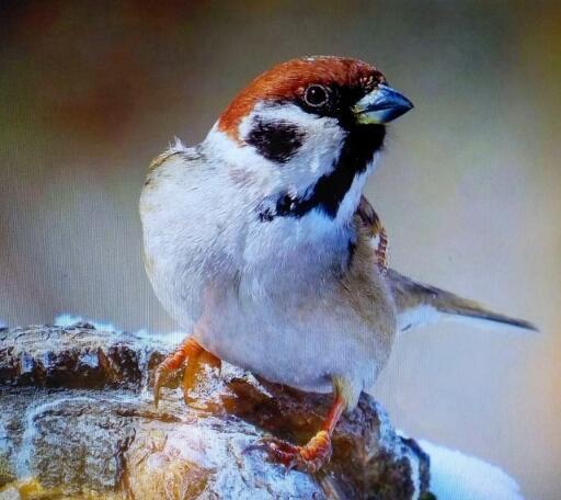 Белый стих. О весне и мухе