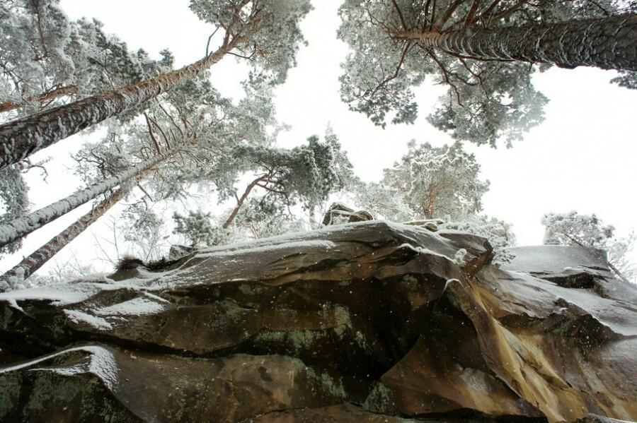 Сегодня под сосной