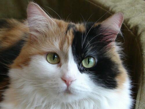 Трёхцветные кошки