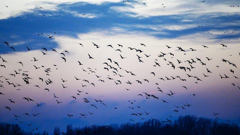 Птицы устали.